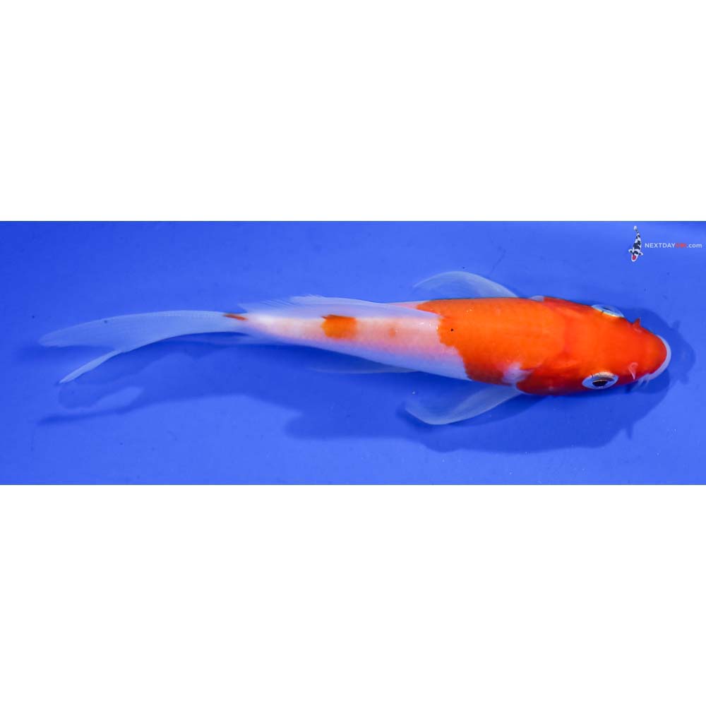 4” Imported Kohaku Butterfly Koi