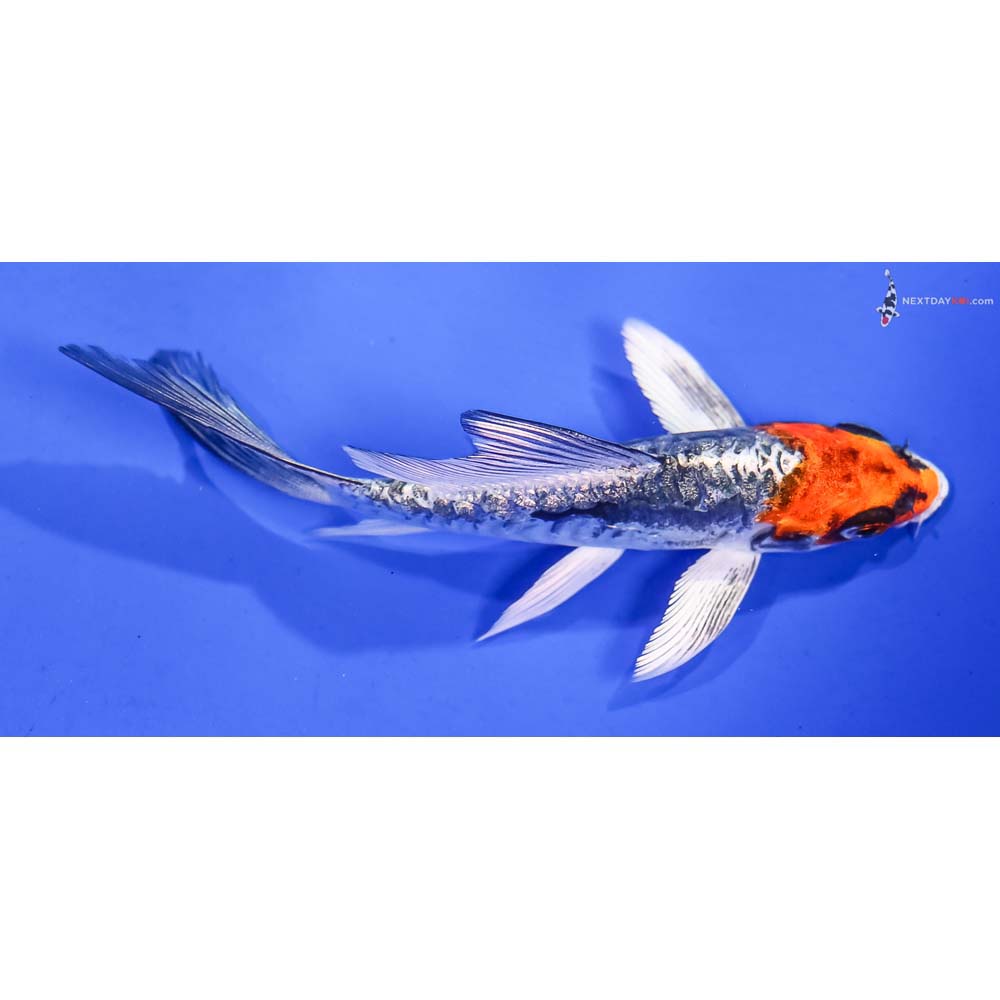 4.5” Imported Gin Rin Kin Kikokuryu Butterfly Koi
