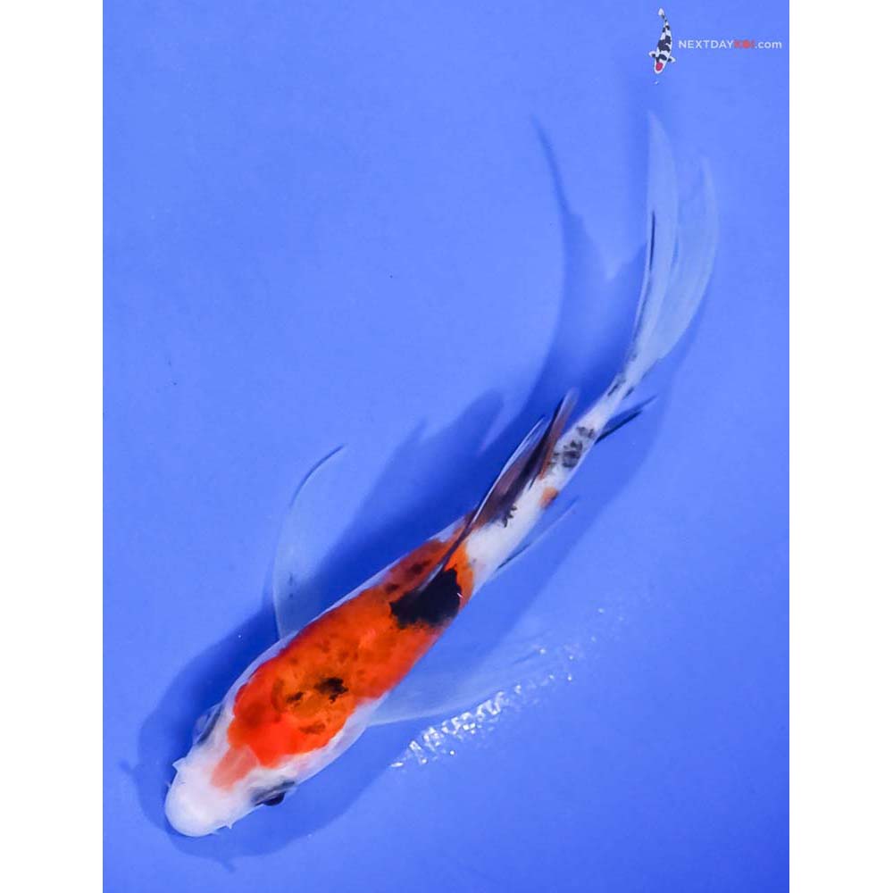 4.5” Imported Sanke Butterfly Koi