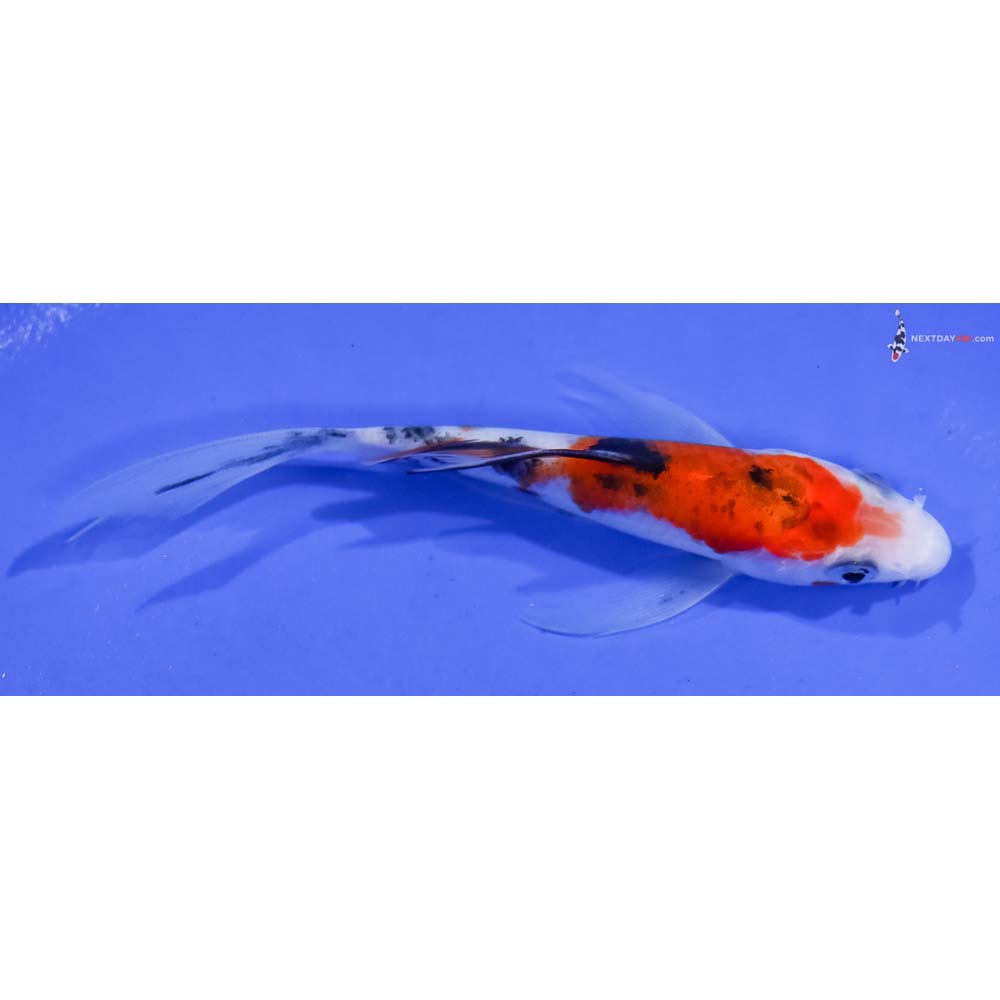 4.5” Imported Sanke Butterfly Koi