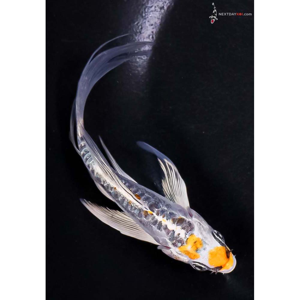 4.5” Imported Kin Kikokuryu Butterfly Koi
