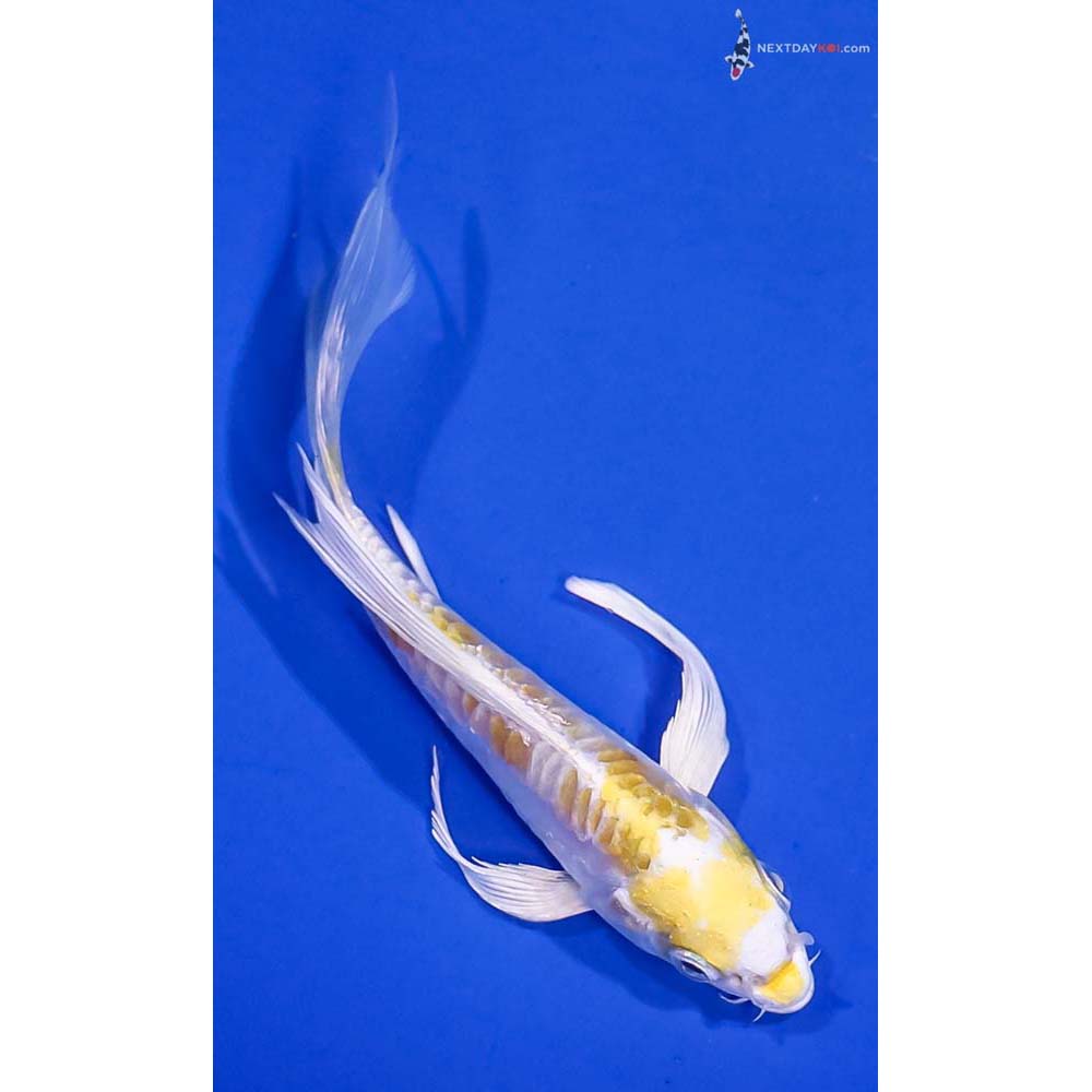 5” Imported Doitsu Lemon Hariwake Butterfly Koi