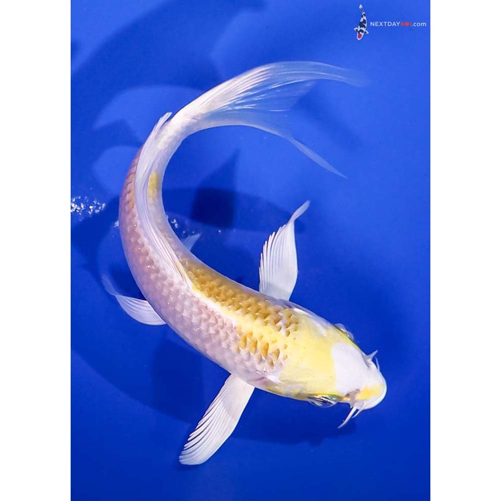5” Imported Lemon Hariwake Butterfly Koi