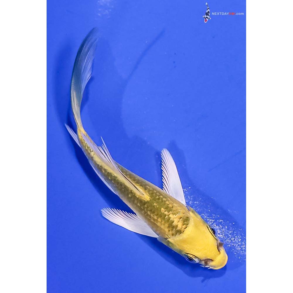 4” Imported Kujaku Butterfly Koi