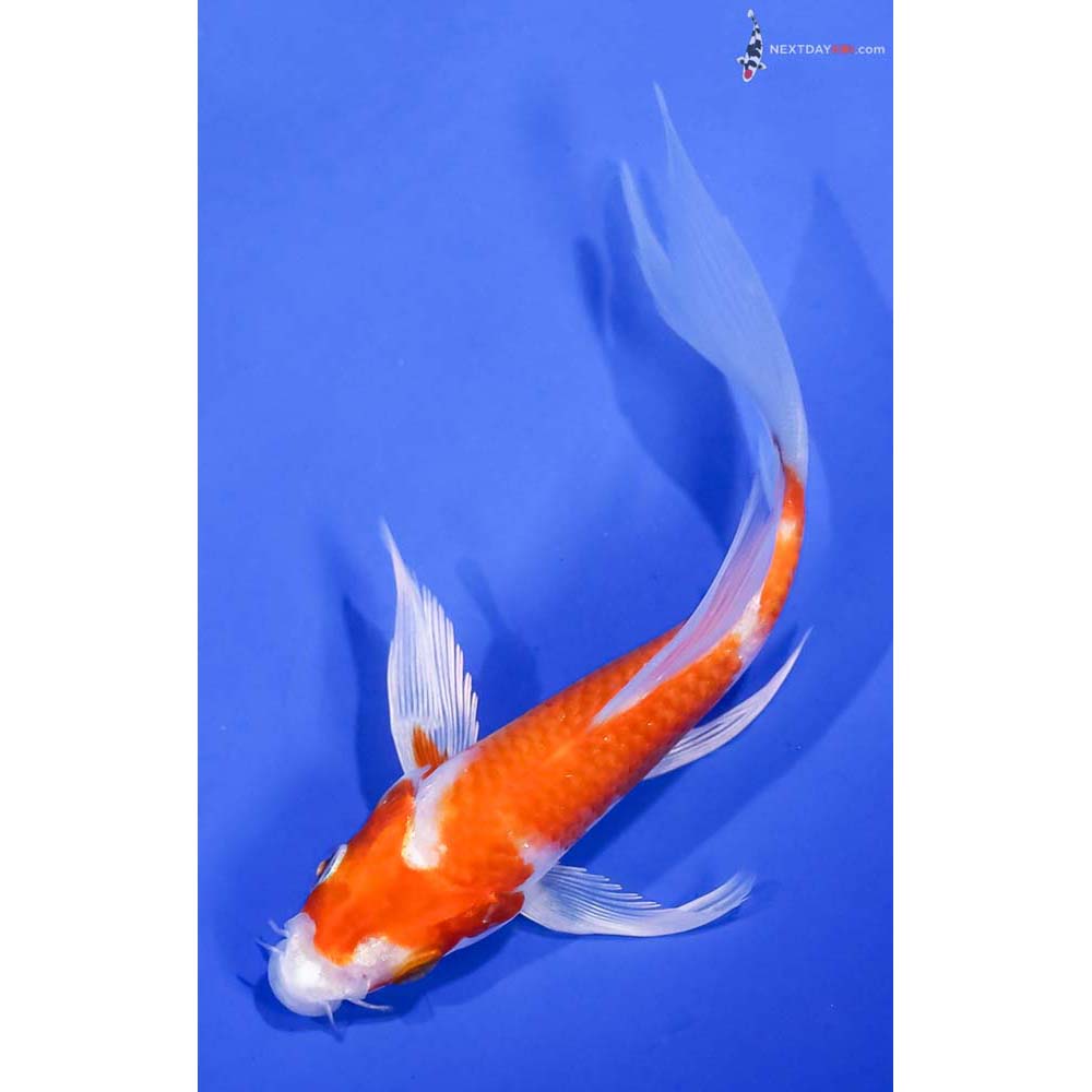 5” Imported Hariwake Butterfly Koi