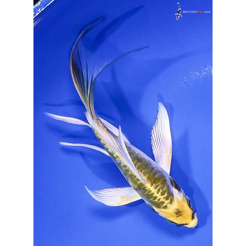 5” Imported Armor Scaled Kin Kikokuryu Butterfly Koi