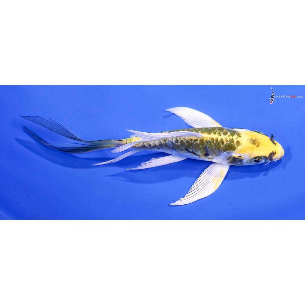 5” Imported Armor Scaled Kin Kikokuryu Butterfly Koi