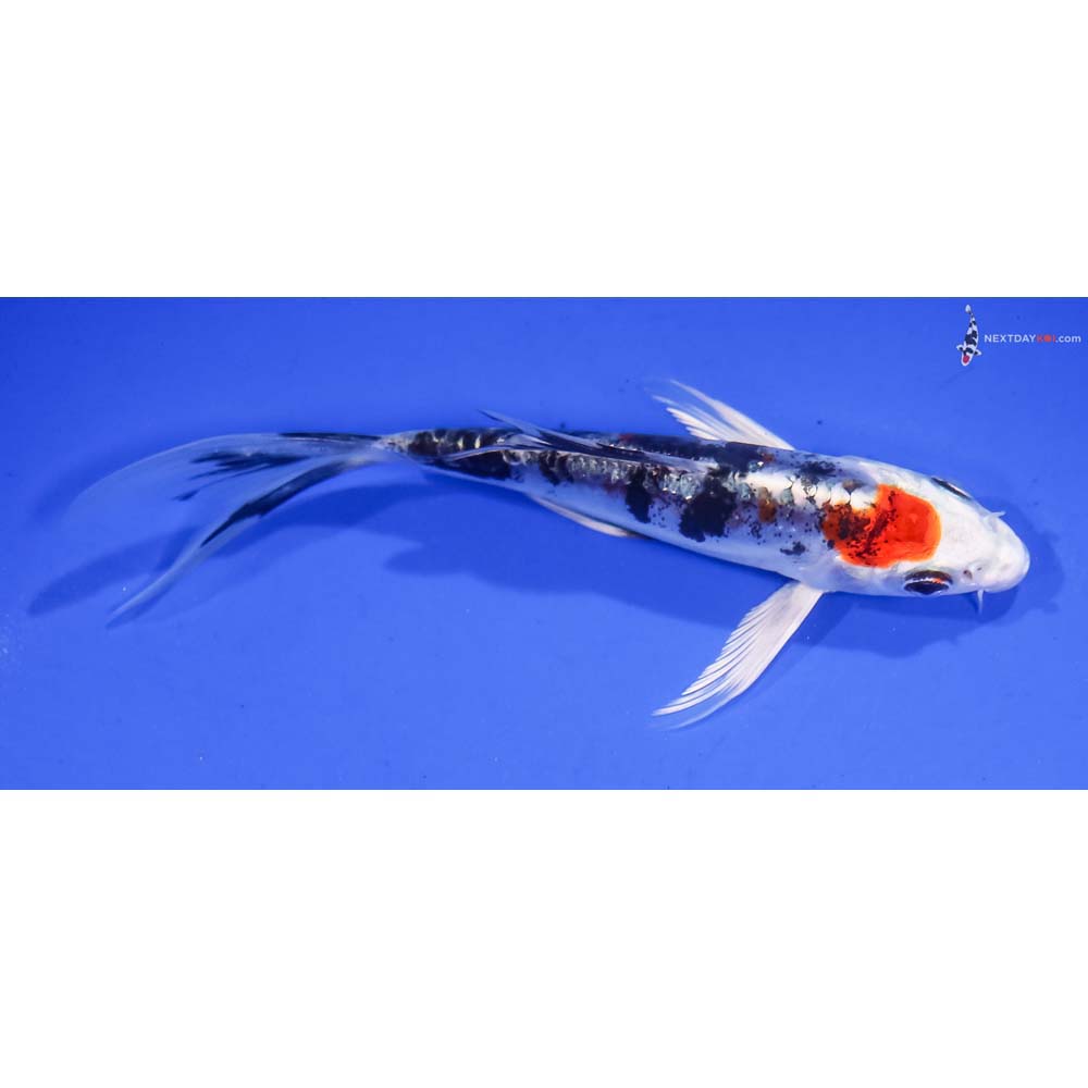 5” Imported Heisei Nishiki Butterfly Koi