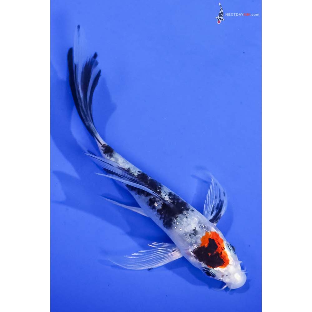 5” Imported Glass Fin Sanke Butterfly Koi