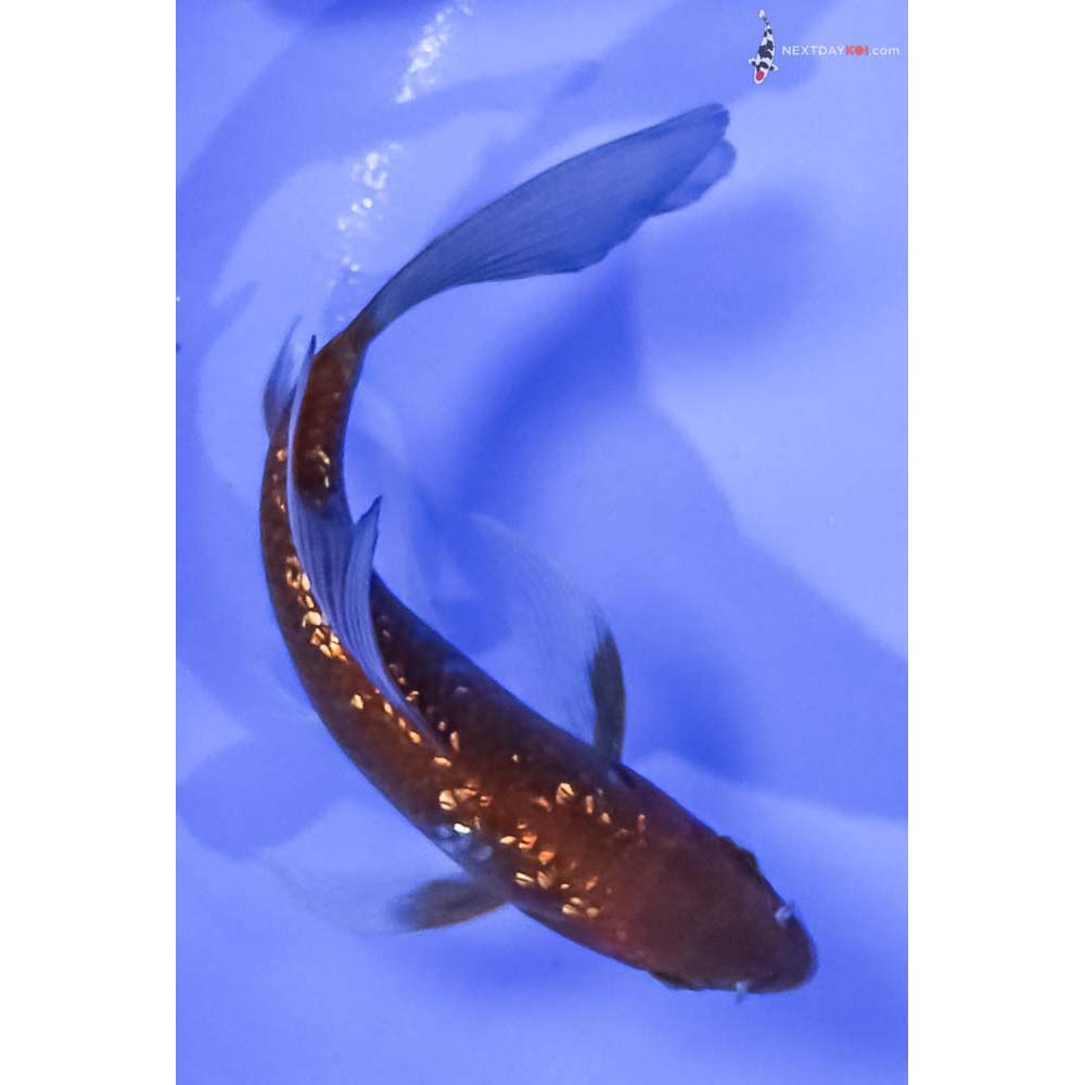 5” Imported Gin Rin Ochiba Shigure Butterfly Koi