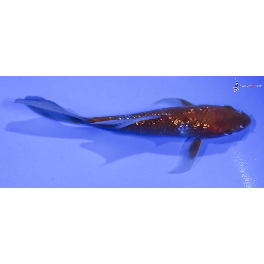 5” Imported Gin Rin Ochiba Shigure Butterfly Koi