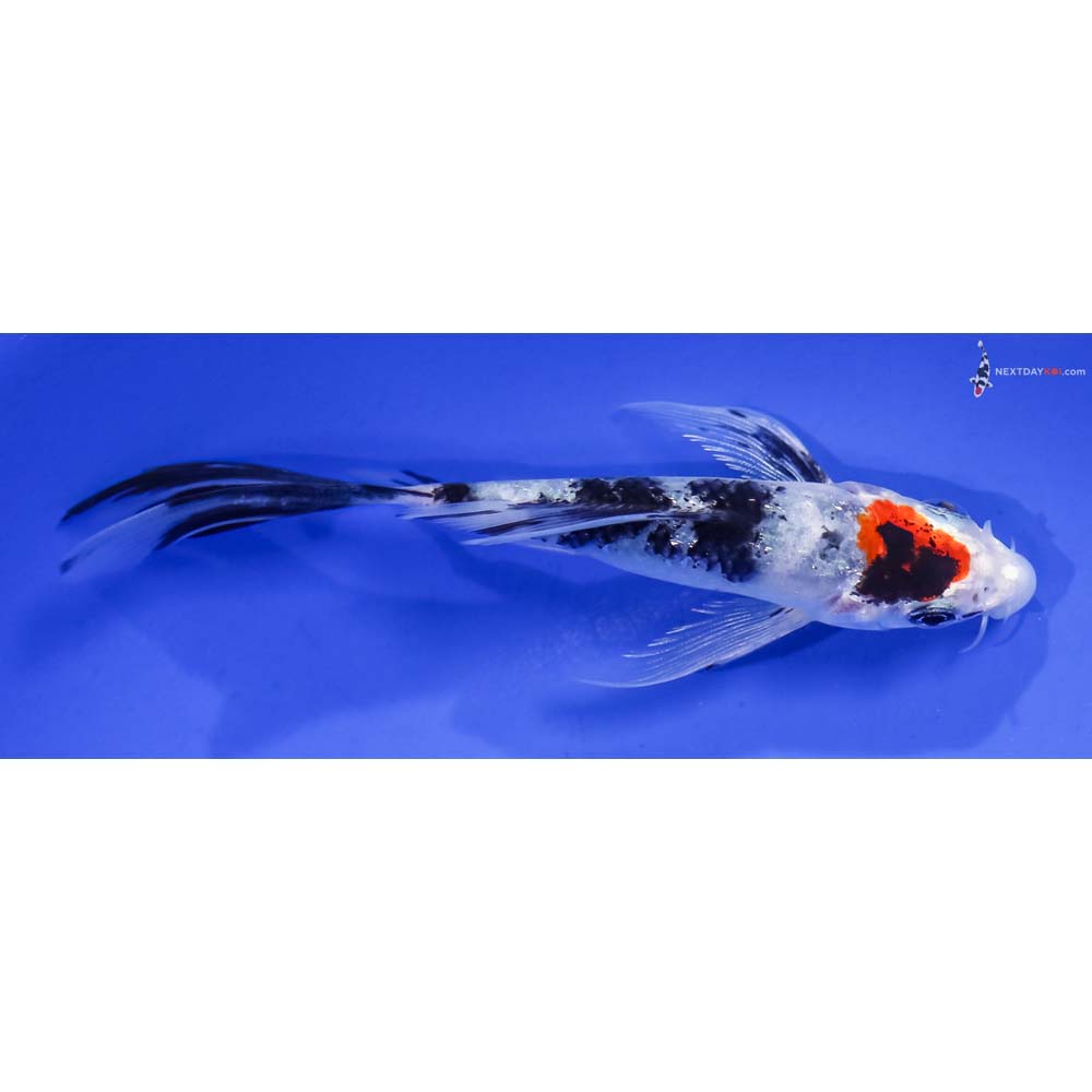5” Imported Glass Fin Sanke Butterfly Koi