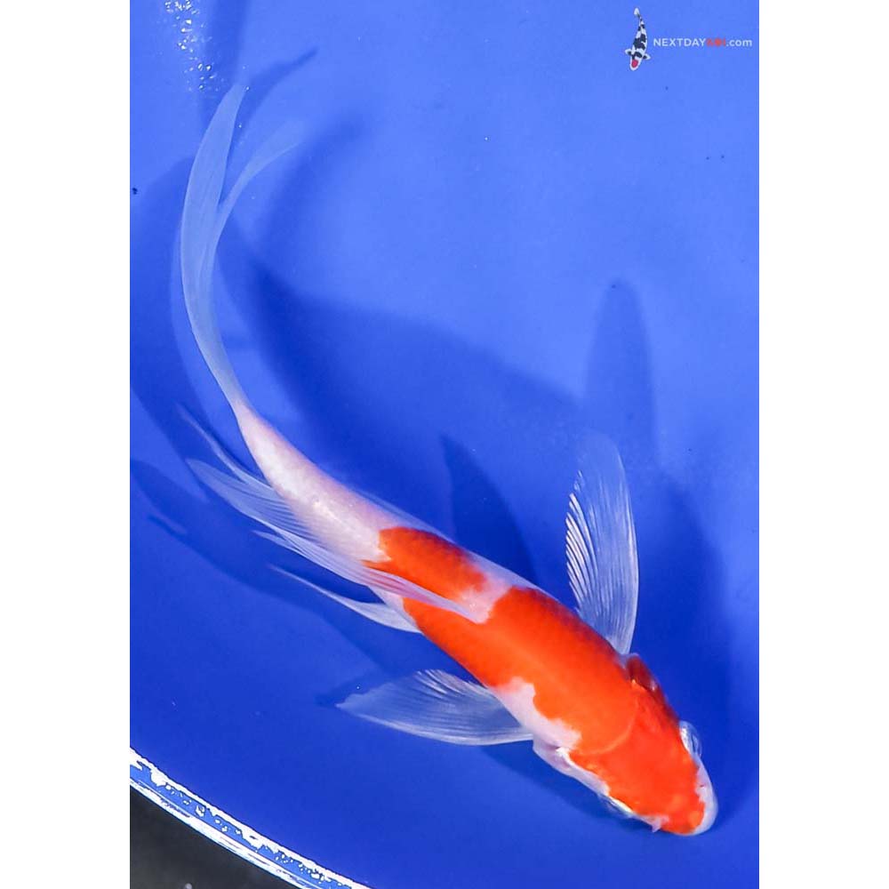 5” Imported Glass Fin Kohaku Butterfly Koi