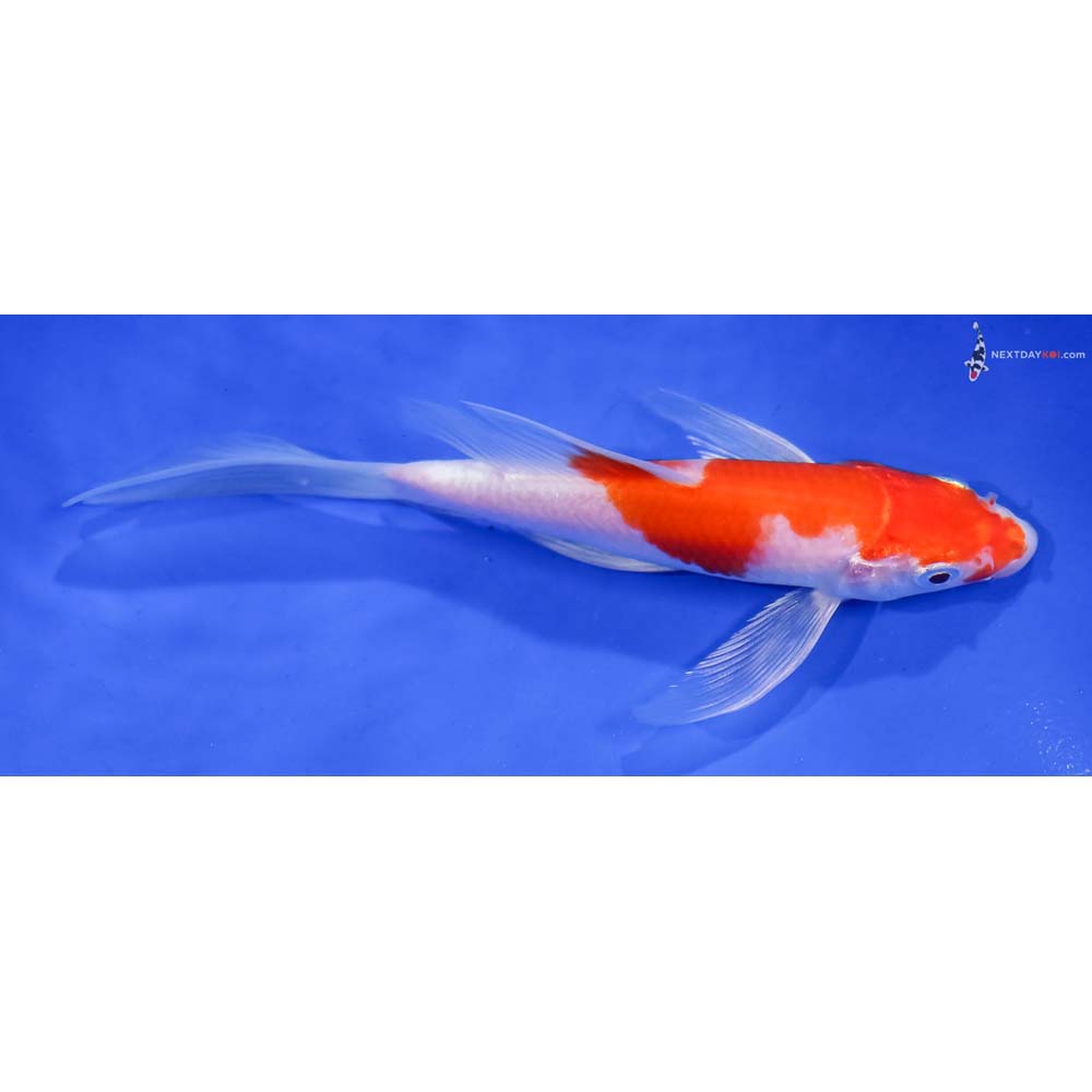 5” Imported Glass Fin Kohaku Butterfly Koi