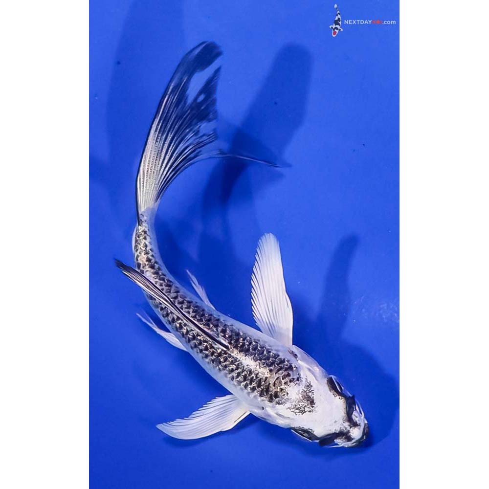 5” Imported Gin Matsuba Butterfly Koi