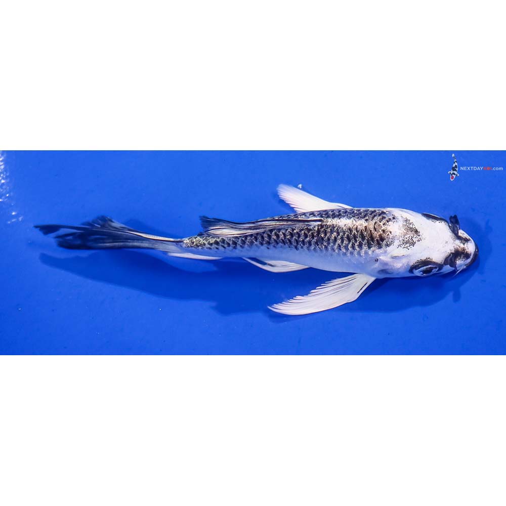 5” Imported Gin Matsuba Butterfly Koi