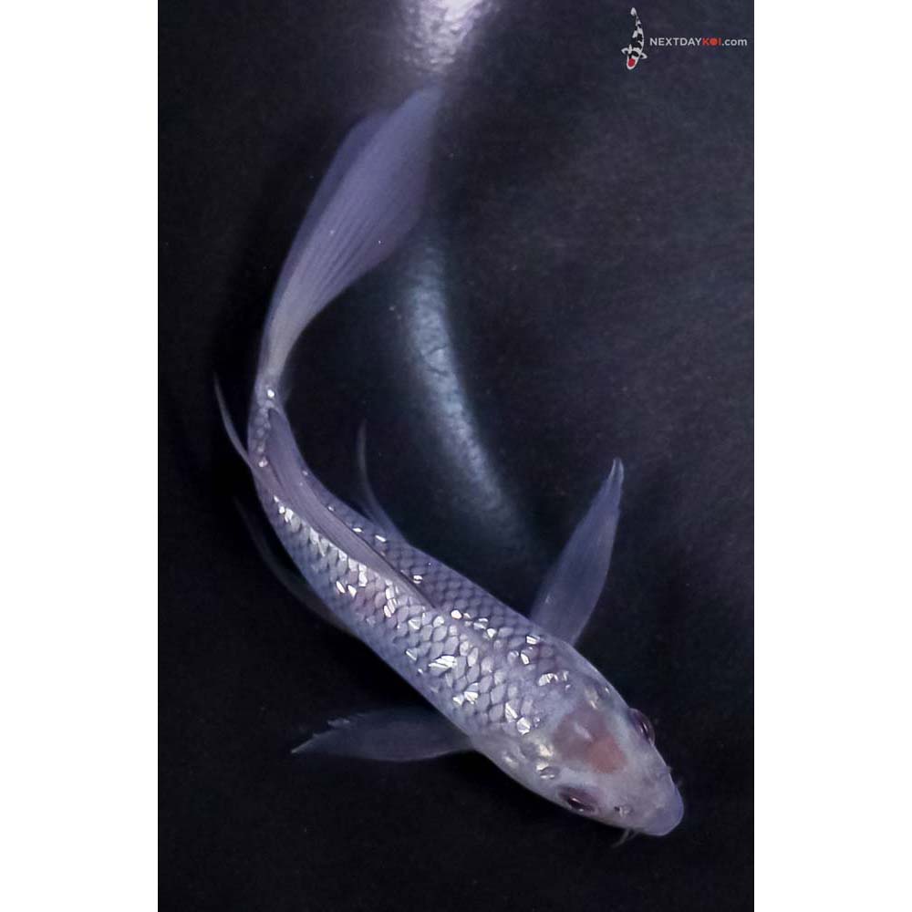 5” Imported Gin Rin Soragoi Butterfly Koi
