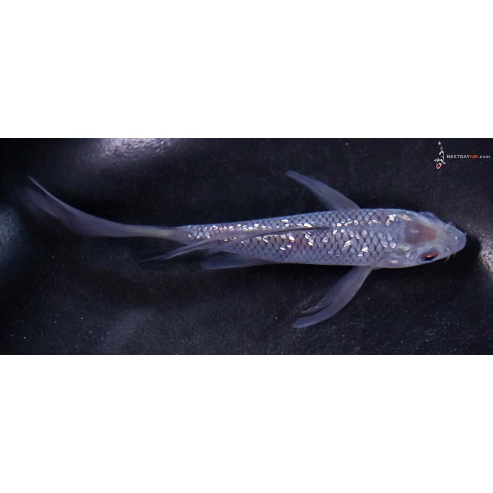 5” Imported Gin Rin Soragoi Butterfly Koi