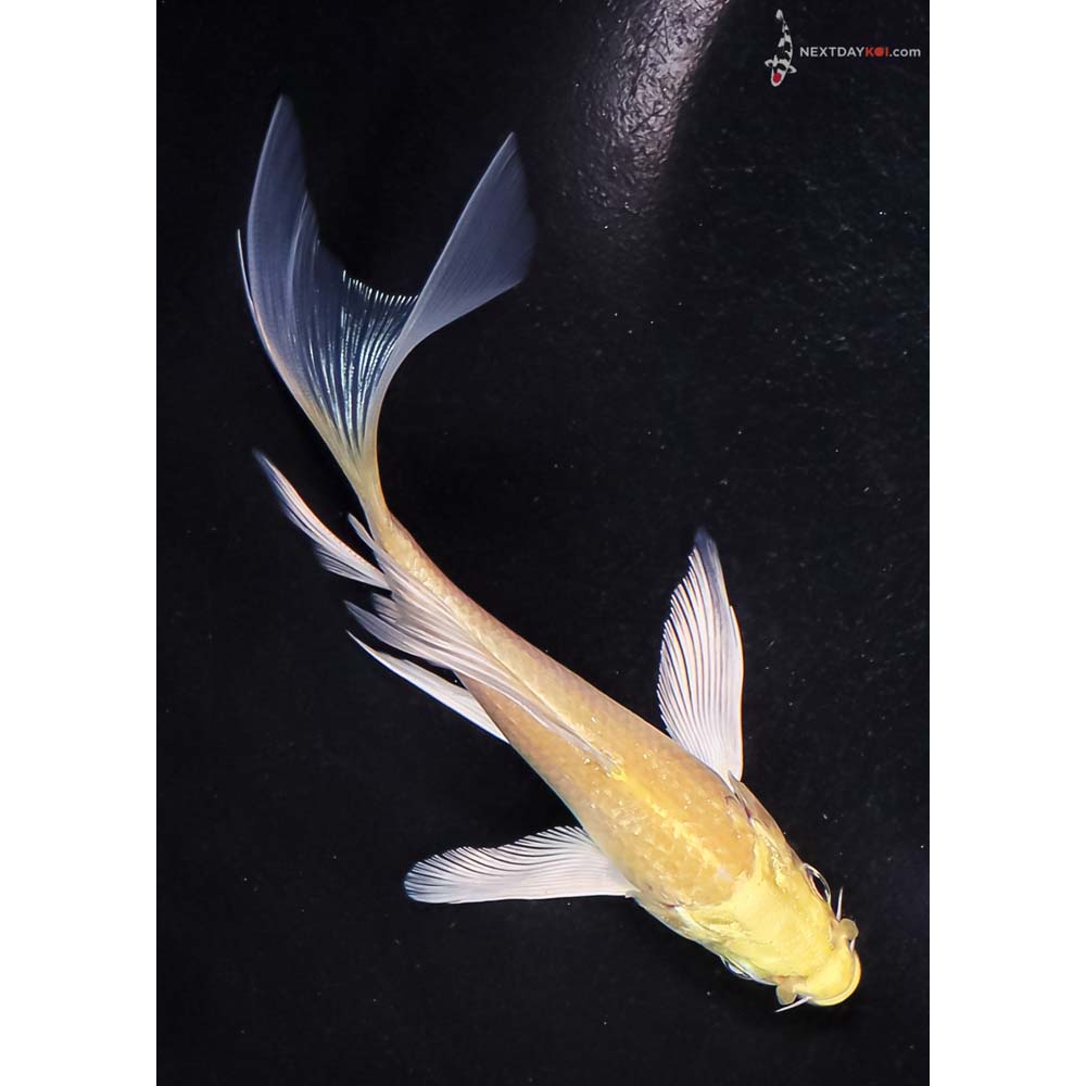 5.5” Imported Yamabuki Ogon Butterfly Koi