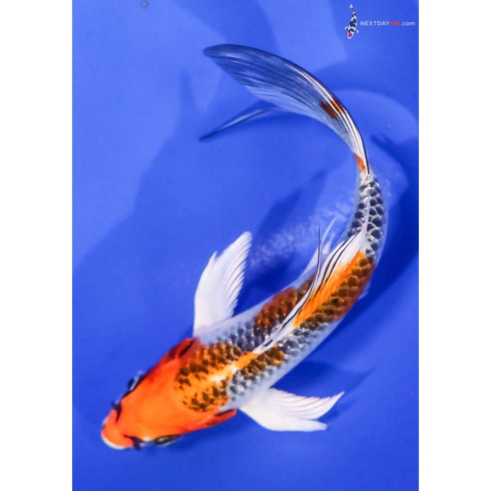 5.5” Imported Kujaku Butterfly Koi