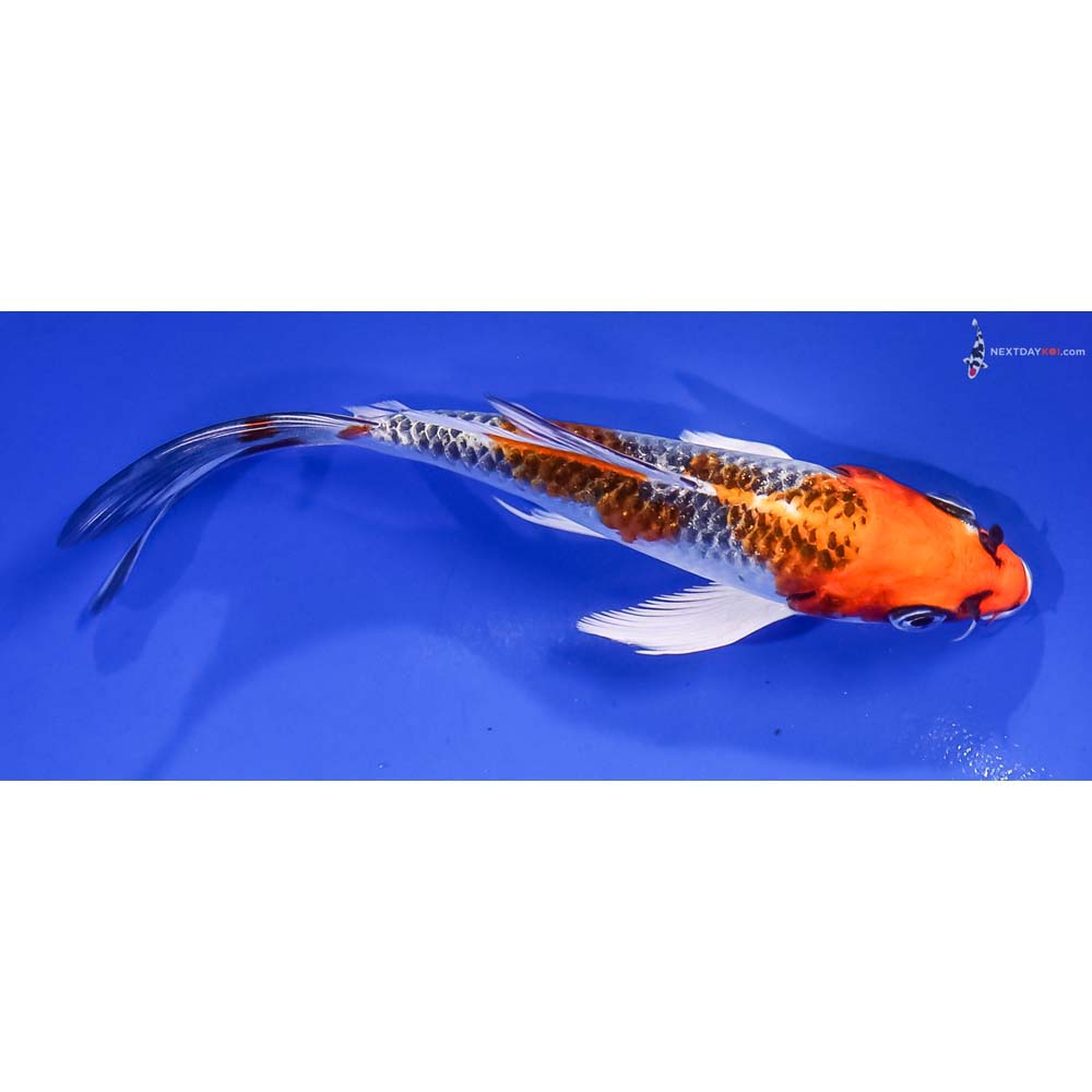 5.5” Imported Kujaku Butterfly Koi