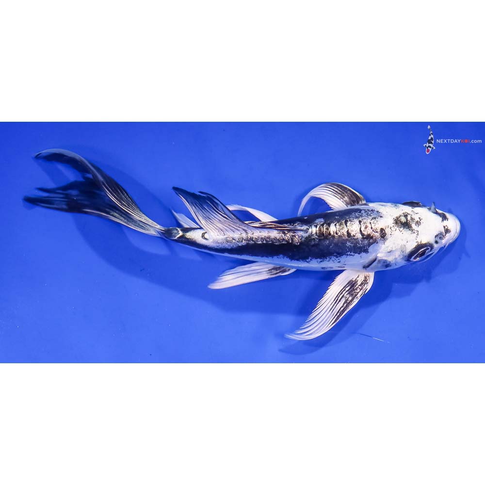 5.5” Imported Kikokuryu Butterfly Koi