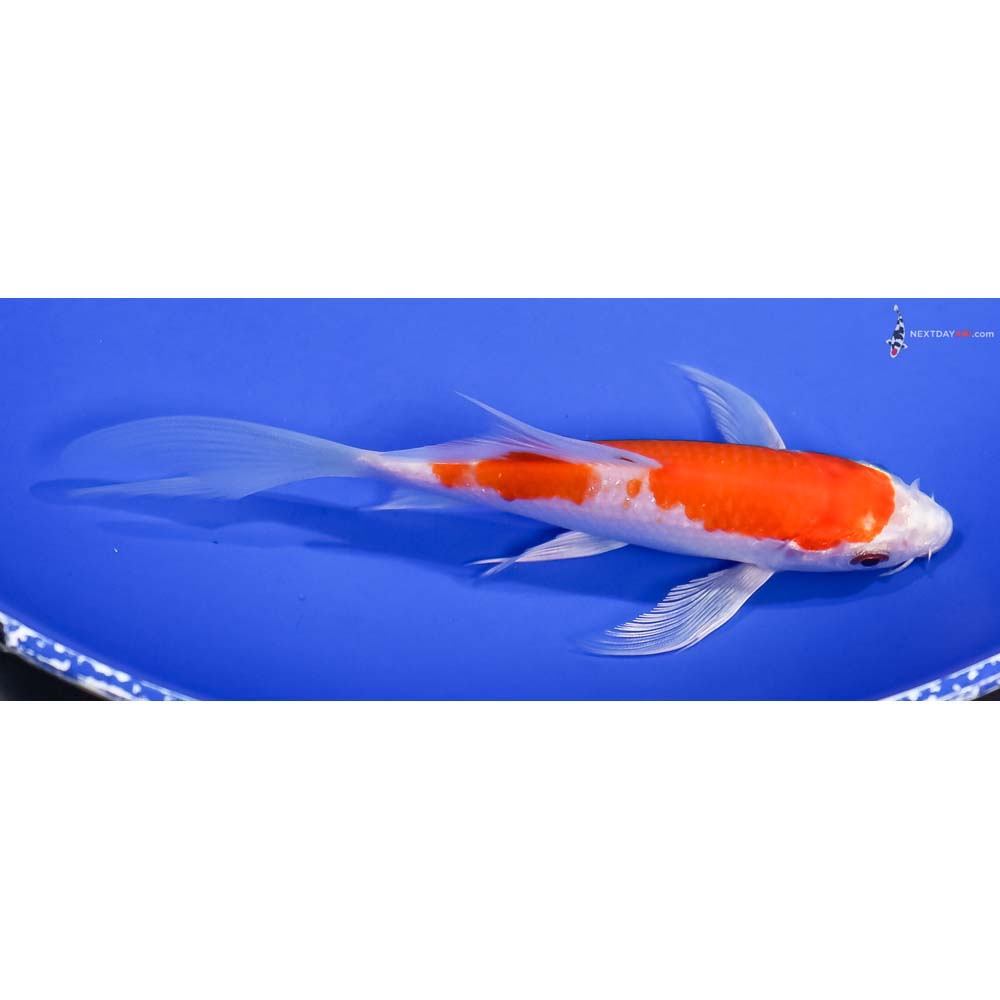 5.5” Imported Hariwake Butterfly Koi