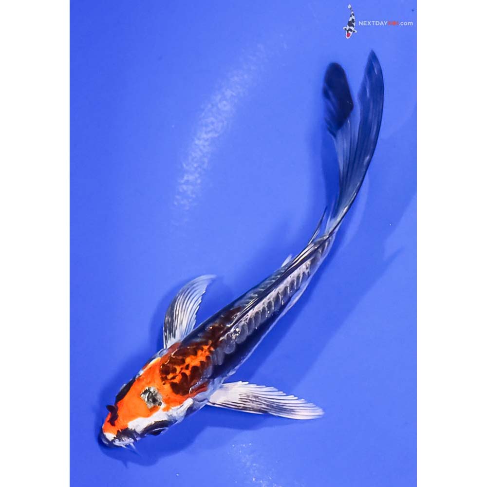 5” Imported Kin Kikokuryu Butterfly Koi