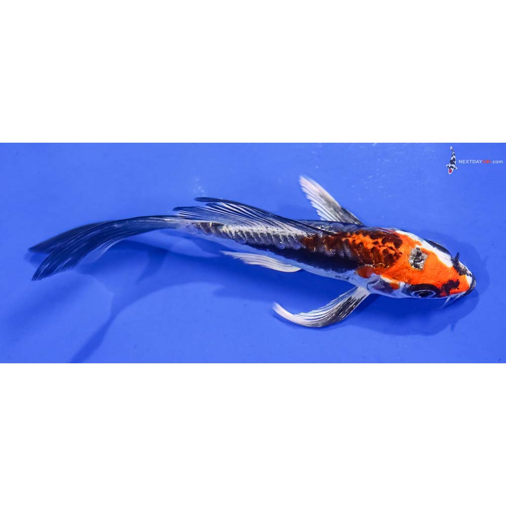 5” Imported Kin Kikokuryu Butterfly Koi