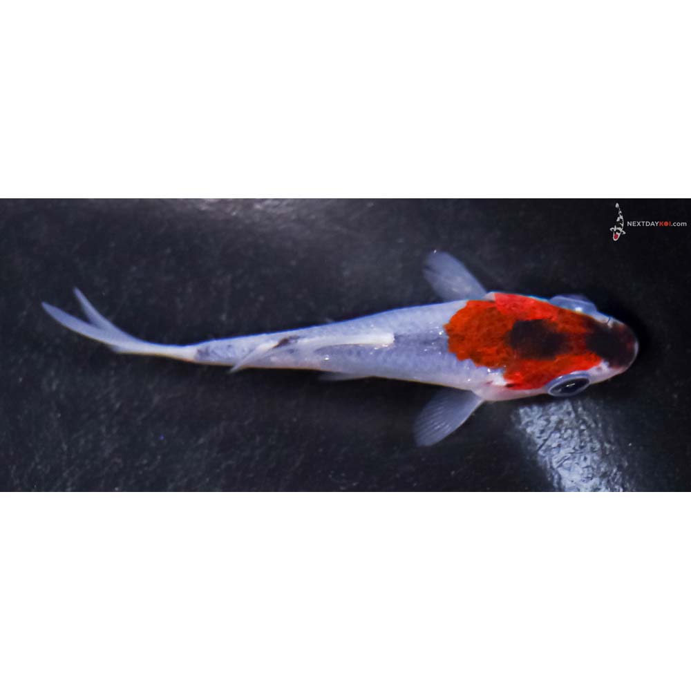 3” Imported Goromo
