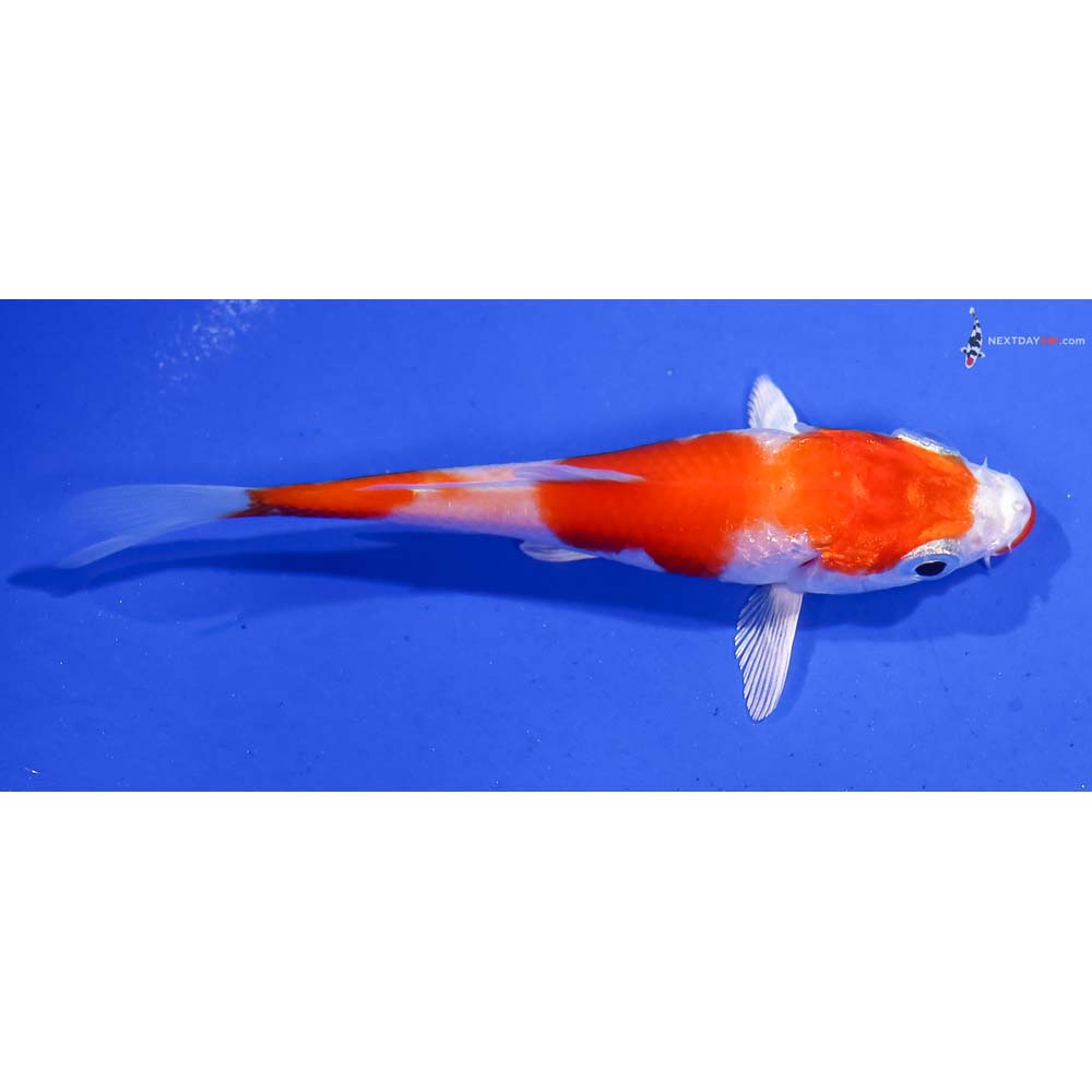 3.5” Imported Hariwake