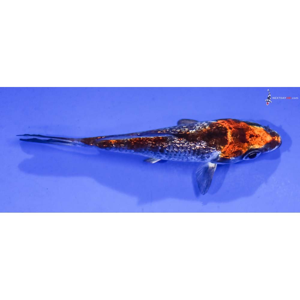 3” Imported Gin Rin Kujaku