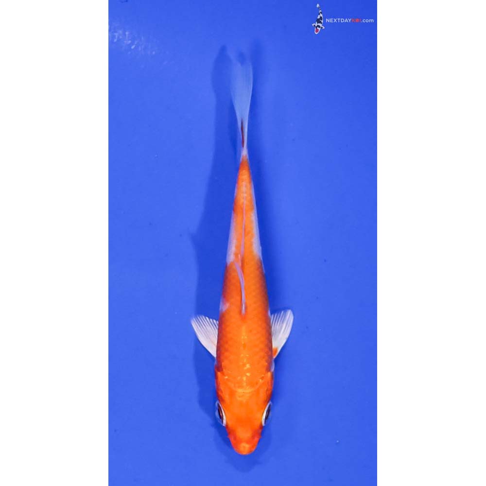 3.5” Imported Hariwake