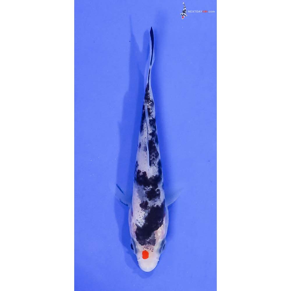 3.5” Imported Sanke
