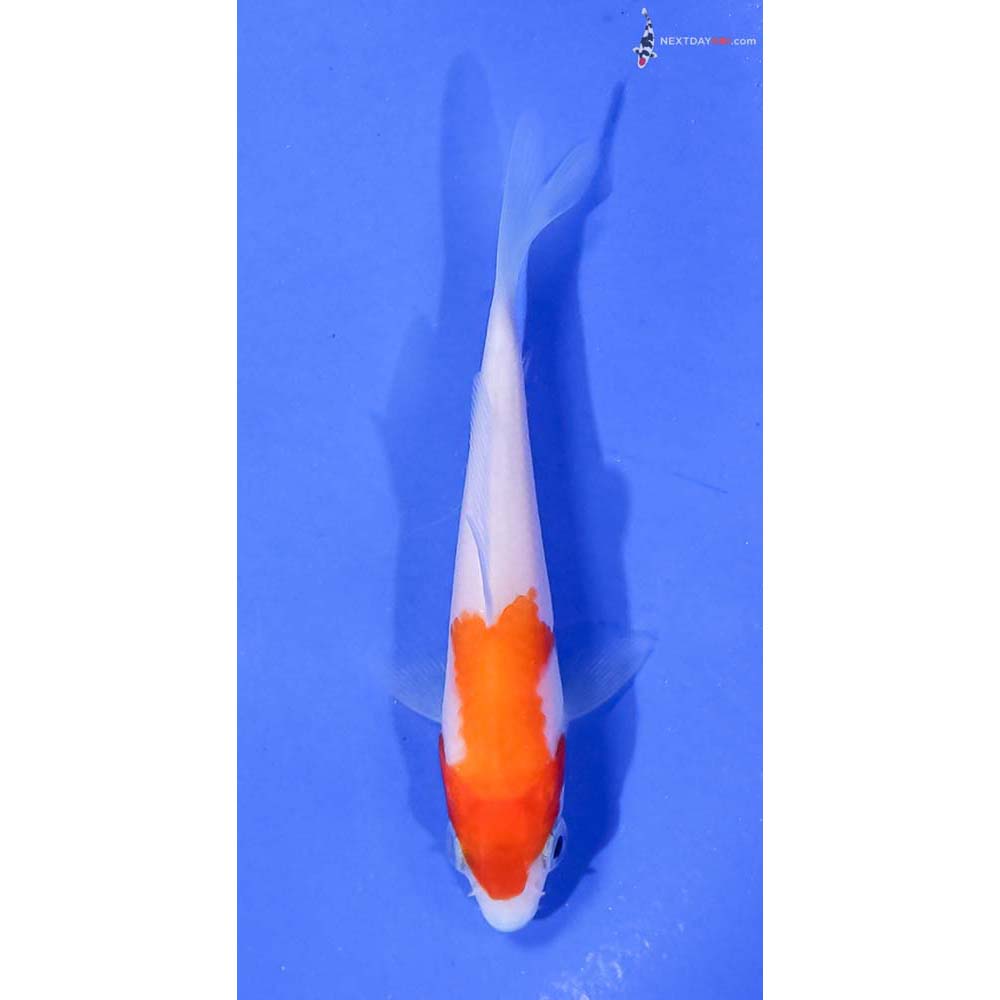 3.5” Imported Kohaku
