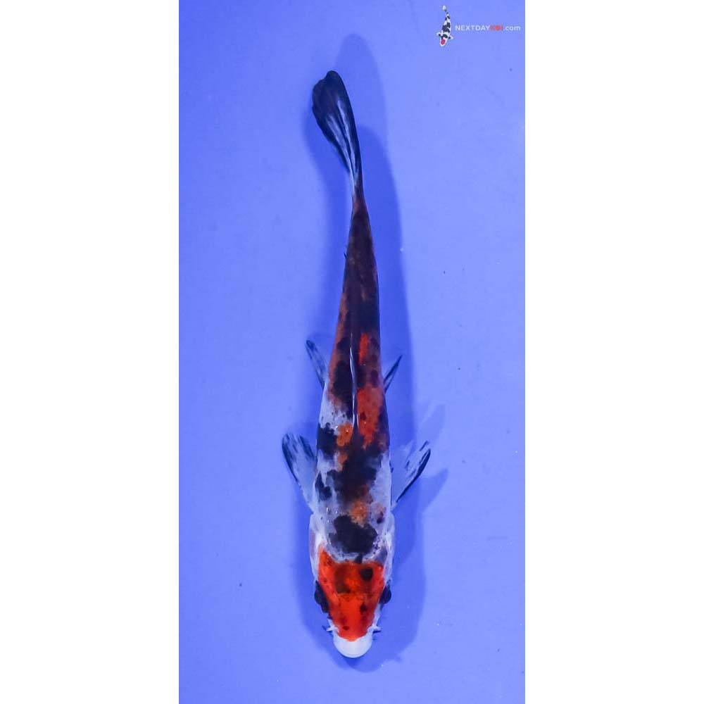 3.5” Imported Sanke