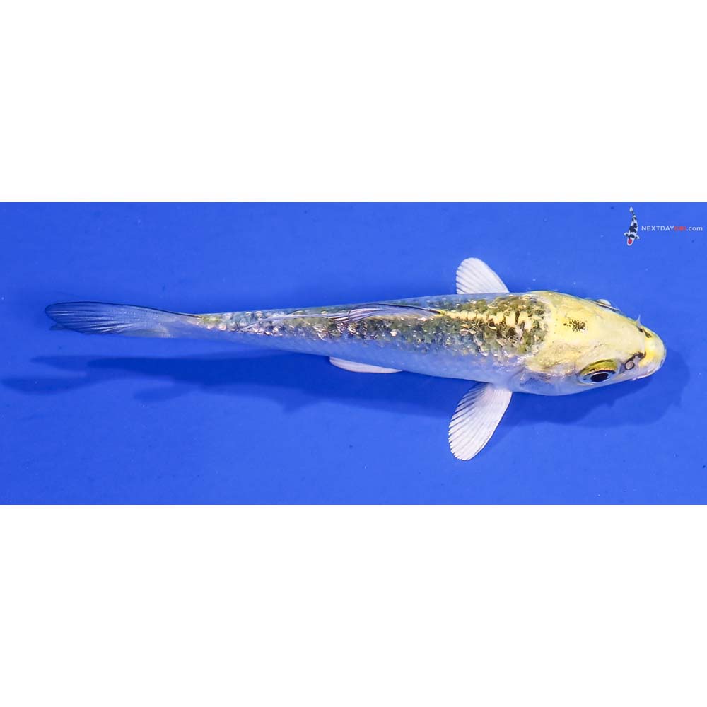 3.5” Imported Gin Rin Kujaku
