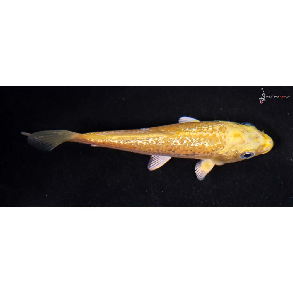 4” Imported Gin Rin Yamabuki Ogon