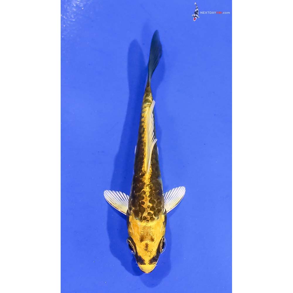 3” Imported Kin Kikokuryu