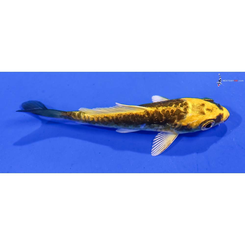 3” Imported Kin Kikokuryu