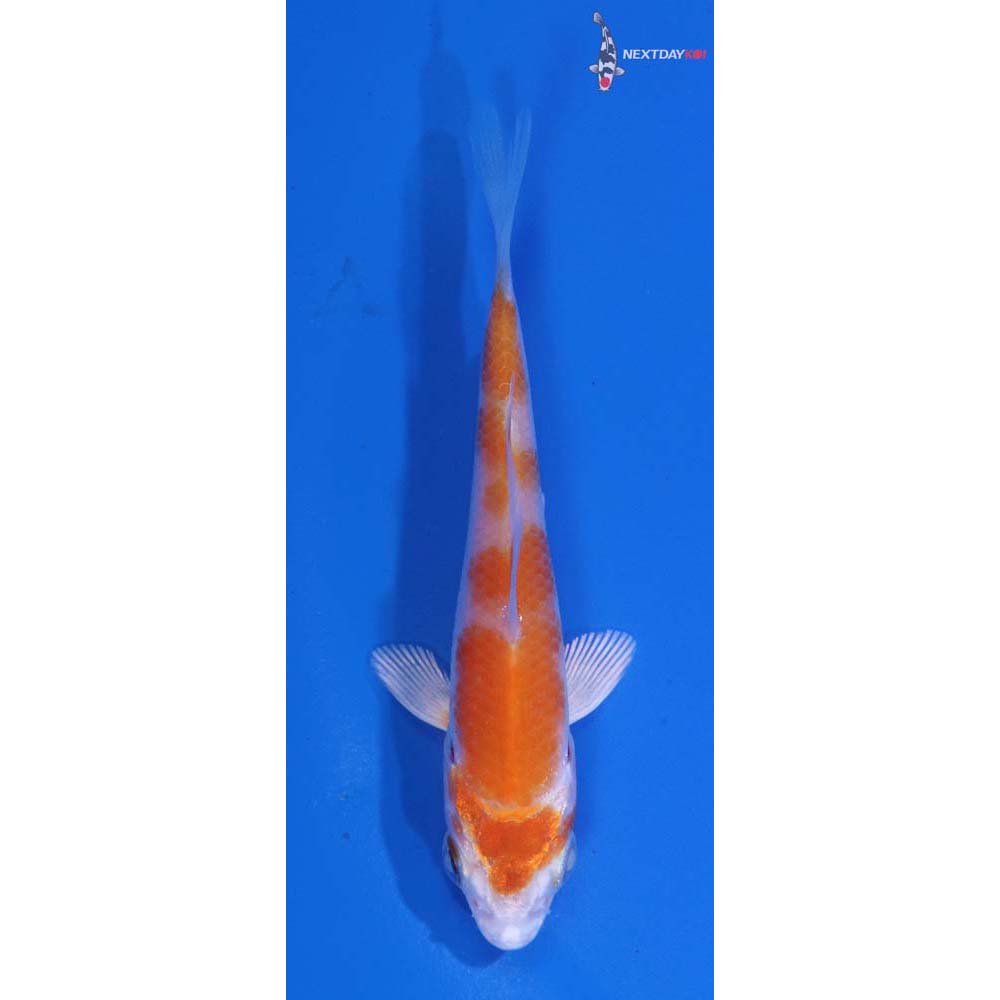 3” Imported Hariwake