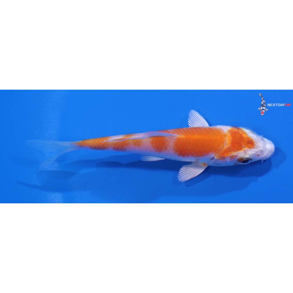 3” Imported Hariwake