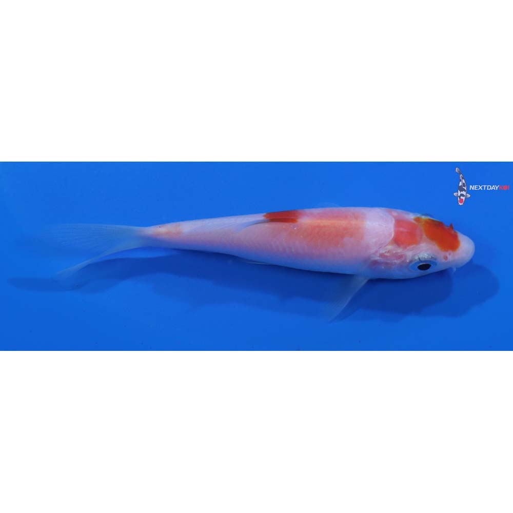 3.5” Imported Kohaku