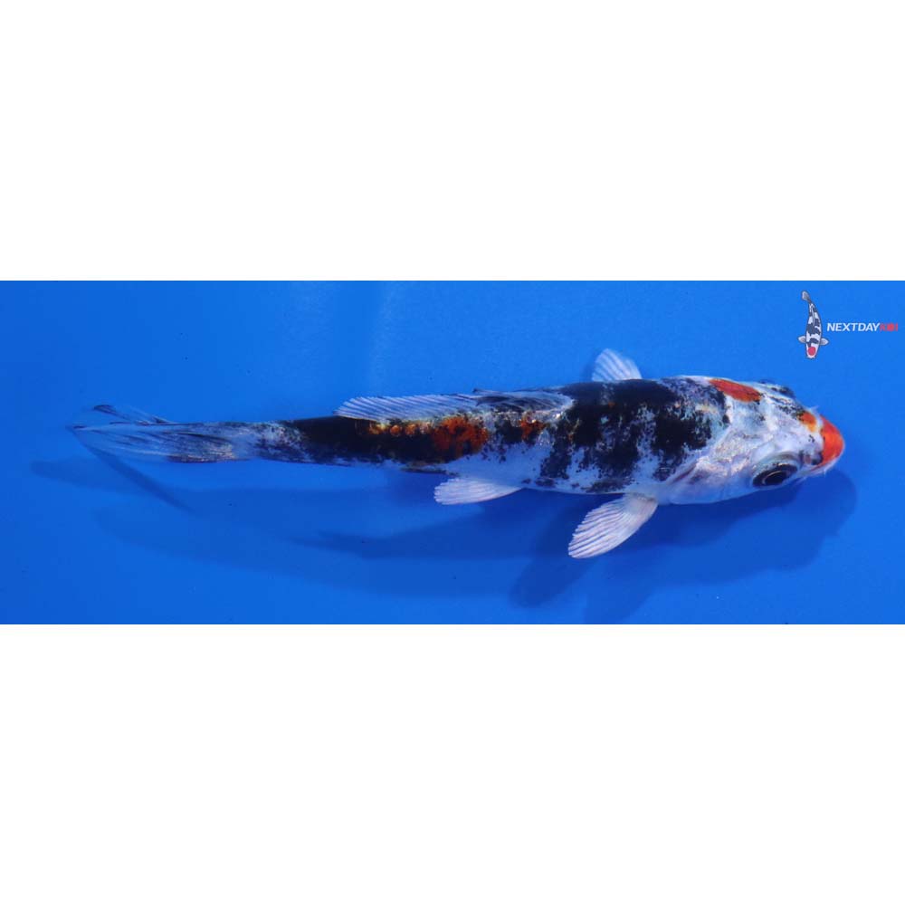 3” Imported Heisei Nishiki