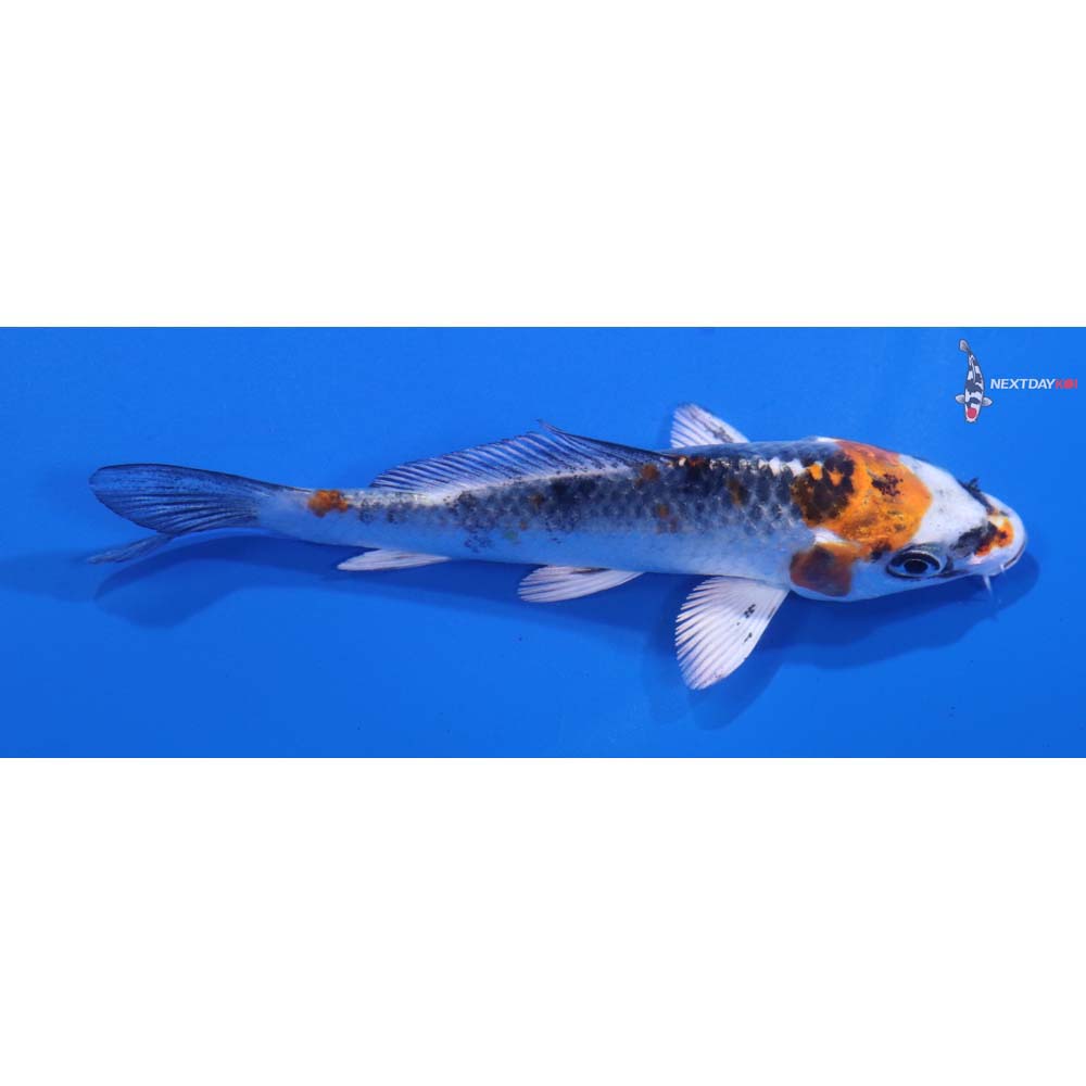 3.5” Imported Kujaku