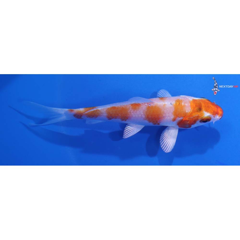 3.5” Imported Hariwake