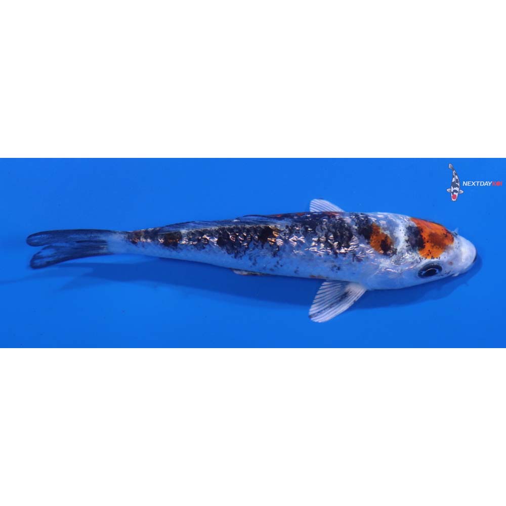 3.5” Imported Gin Rin Yamato Nishiki