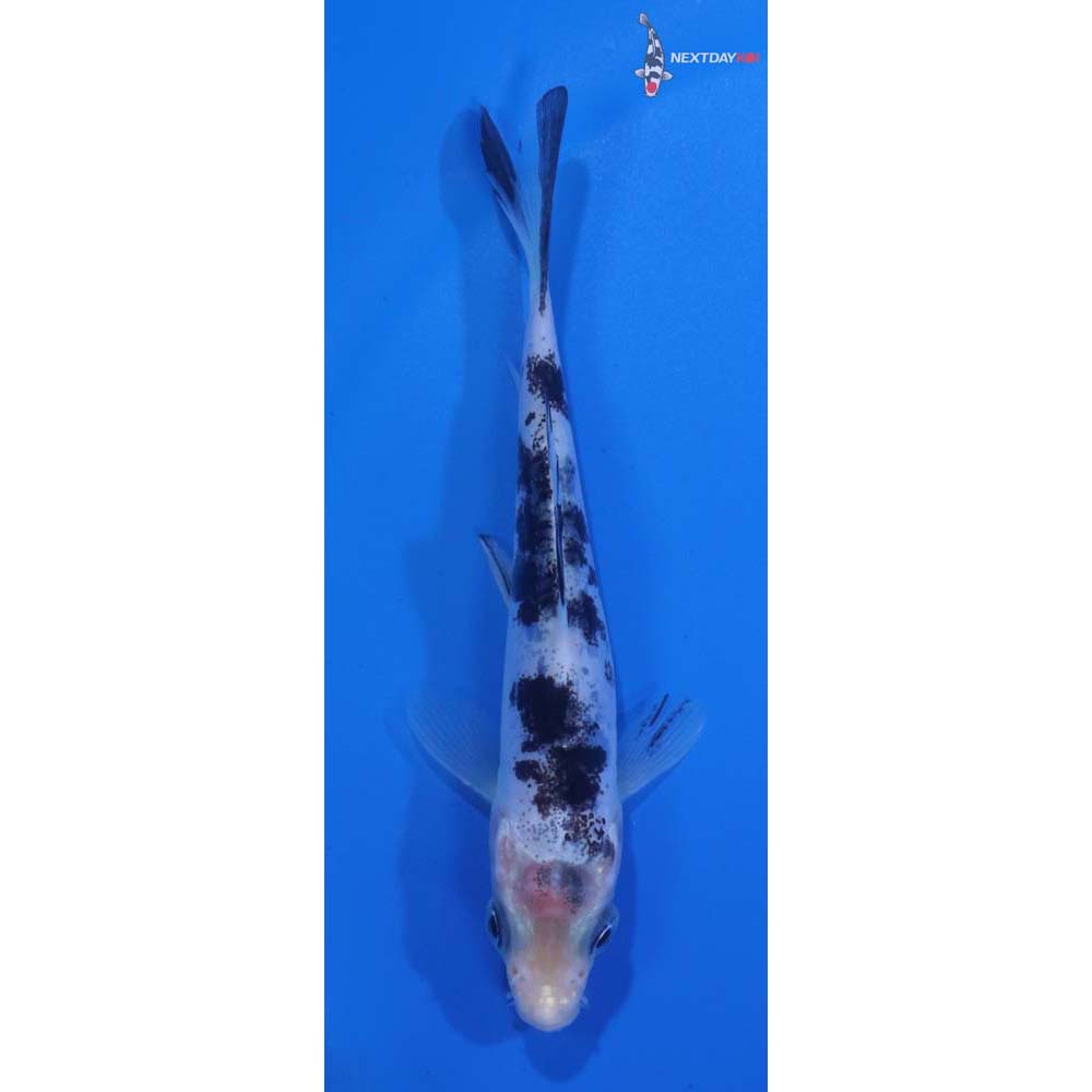 3.5” Imported Doitsu Shiro Bekko
