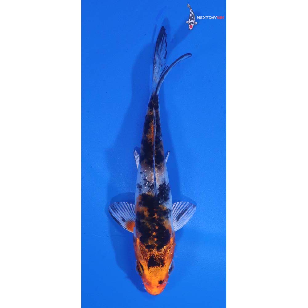 3.5” Imported Yamato Nishiki
