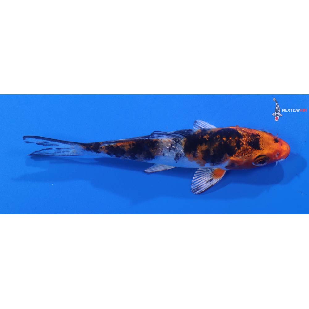 3.5” Imported Yamato Nishiki